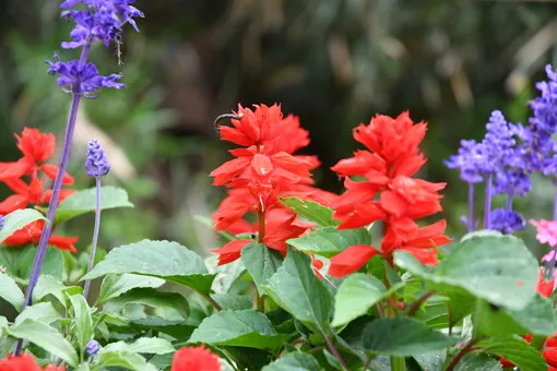 ＯＩＳＯの花